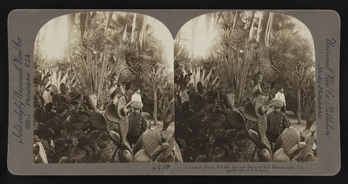Uncouth plant forms, cactus beds of San Bernadino, Cal.