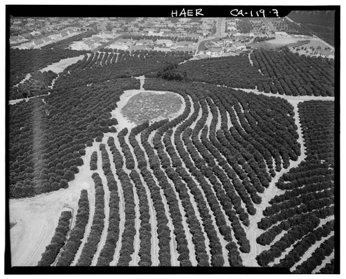  AERIAL VIEW OF ORANGE GROVES SHOWING CONTOUR PLANTING - Arlington Heights Citrus Landscape, Southwestern portion of city of Riverside, Riverside, Riverside County, CA
