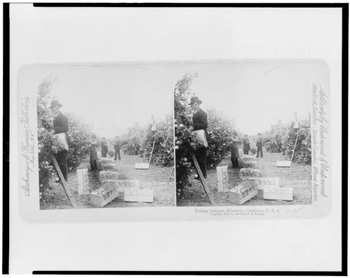 Picking oranges, Riverside, California, U.S.A.
