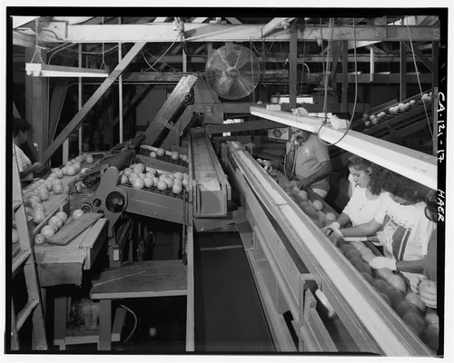  INTERIOR VIEW SHOWING SORTING AND STAMPING LINE - National Orange Company Packing House, 3604 Commerce Street, Riverside, Riverside County, CA