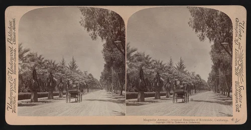 Magnolia Avenue, - tropical beauties of Riverside, California