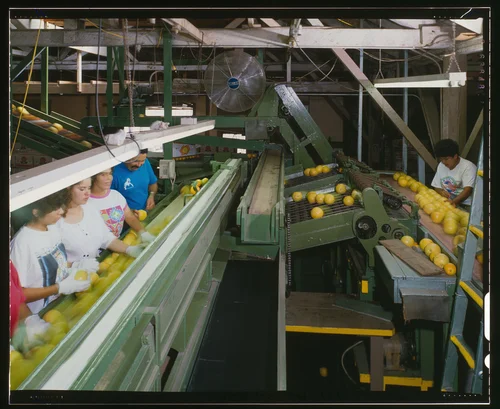 INTERIOR VIEW SHOWING SORTING AND STAMPING LINE - National Orange Company Packing House, 3604 Commerce Street, Riverside, Riverside County, CA