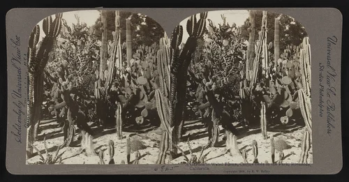 A garden of weird forms, cactus beds in the park, Riverside, California.