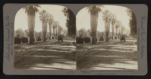 Magnolia Avenue, the famous seven mile drive of Riverside, California
