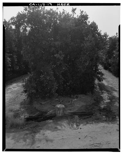  VIEW OF WELL STAND PIPE WATERING ORANGE GROVE ADJACENT TO GAGE IRRIGATION CANAL - Arlington Heights Citrus Landscape, Southwestern portion of city of Riverside, Riverside, Riverside County, CA