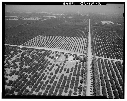  AERIAL VIEW OF ORANGE GROVES AND GAGE IRRIGATION CANAL - Arlington Heights Citrus Landscape, Southwestern portion of city of Riverside, Riverside, Riverside County, CA