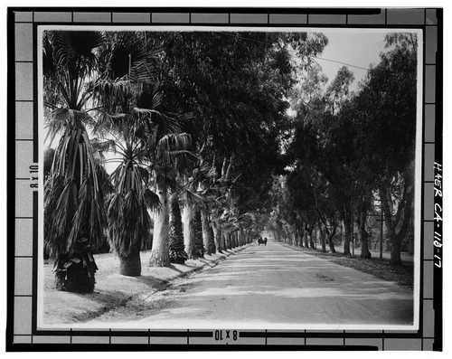 Photocopy of photograph (original print at Riverside Library, Local History Collection), photographer and date unknown. VIEW OF MAGNOLIA AVENUE - California Citrus Heritage Recording Project, Riverside, Riverside County, CA