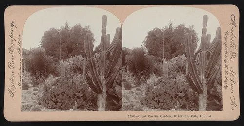 Great cactus garden, Riverside, Cal., U.S.A.