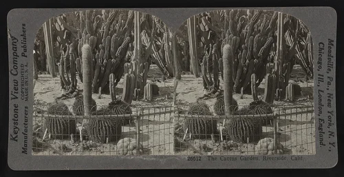 Cactus