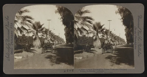 A broad avenue bordered by pepper trees and feathery palms, Redlands, California