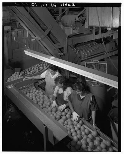  INTERIOR VIEW SHOWING FIRST SORTING STATION - National Orange Company Packing House, 3604 Commerce Street, Riverside, Riverside County, CA