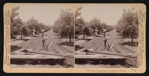 Irrigating an orange grove, Riverside, California.