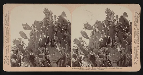 A cactus plant (prickly pear) in bloom, Riverside, California.