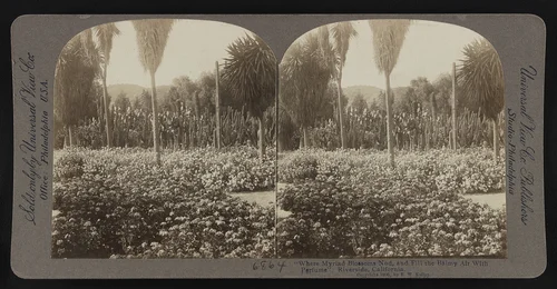 "Where myriad blossoms nod, and fill the balmy air with perfume". Riverside, California