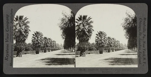 Magnolia Avenue - tropical beauties of Riverside, Calif.