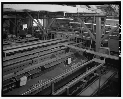  INTERIOR VIEW SHOWING SORTING AND BOXING LINE - National Orange Company Packing House, 3604 Commerce Street, Riverside, Riverside County, CA