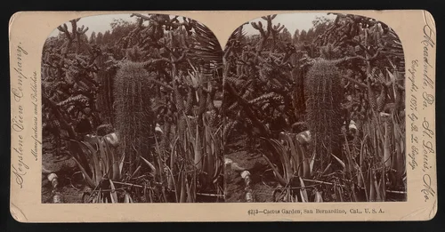 Cactus garden, San Bernadino Cal., U.S.A.