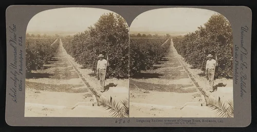 Irrigating endless avenues of orange trees, Redlands, Cal.
