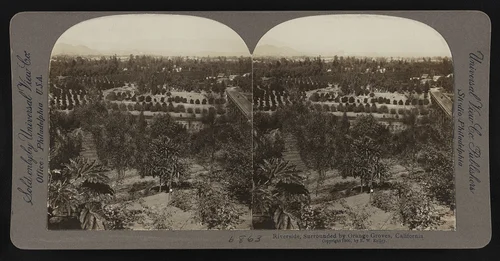 Riverside, surrounded by orange groves, California