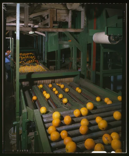 INTERIOR VIEW OF SORTING LINE WITH WASH BASIN IN REAR - National Orange Company Packing House, 3604 Commerce Street, Riverside, Riverside County, CA