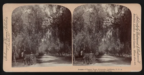 Avenue of pepper trees, Riverside, California, U.S.A.