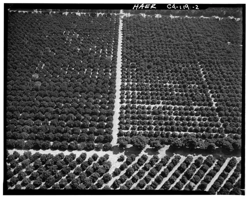  AERIAL VIEW OF ORANGE GROVES - Arlington Heights Citrus Landscape, Southwestern portion of city of Riverside, Riverside, Riverside County, CA