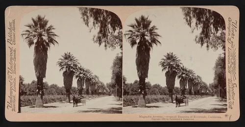 Horse-drawn vehicle
