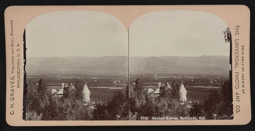 Orange groves, Redlands, Cal.