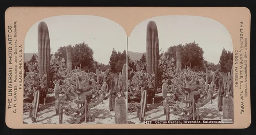 Cactus garden, Riverside, California