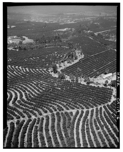  AERIAL VIEW OF ORANGE GROVES SHOWING CONTOUR PLANTING - Arlington Heights Citrus Landscape, Southwestern portion of city of Riverside, Riverside, Riverside County, CA