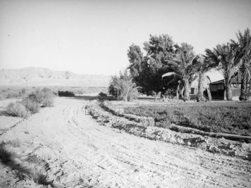 Date orchard near Thermal