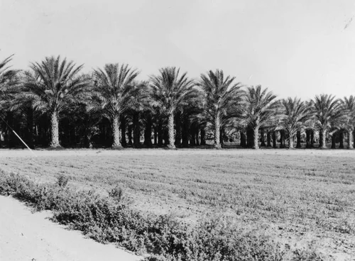Date orchard, Indian Wells