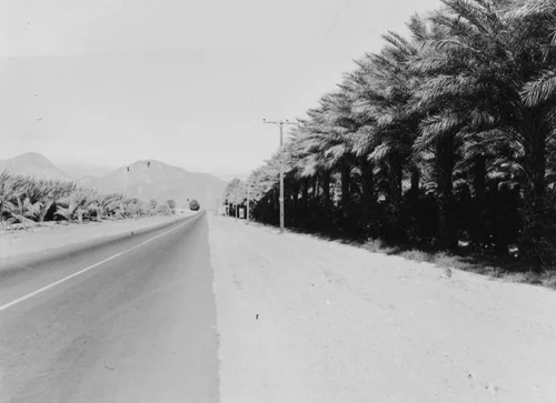 Date orchard, Indian Wells