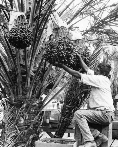 Farm worker picking dates