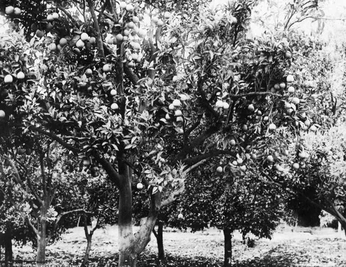 Orange grove in Riverside