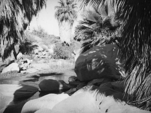 Palm Canyon area creek