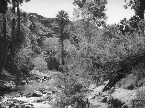 Palm Canyon area creek