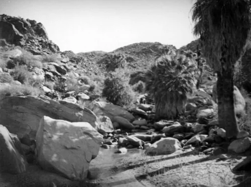 Palm Canyon area creek