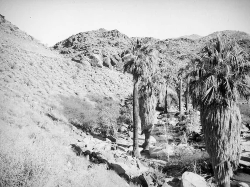 Palm Canyon area creek