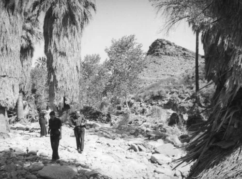 Palm Canyon area creek