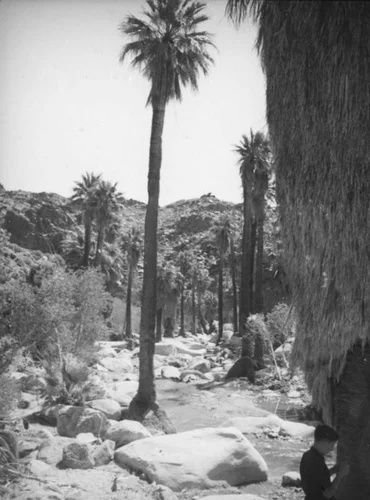 Palm Canyon area creek