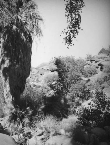 Palm Canyon area