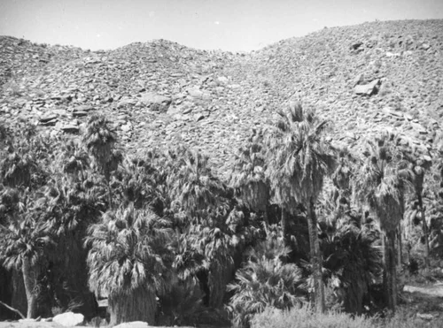 Palm Canyon area