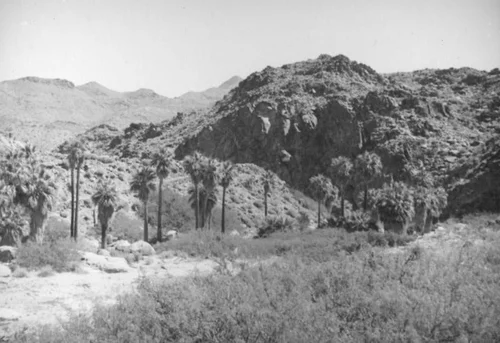 Palm Canyon area