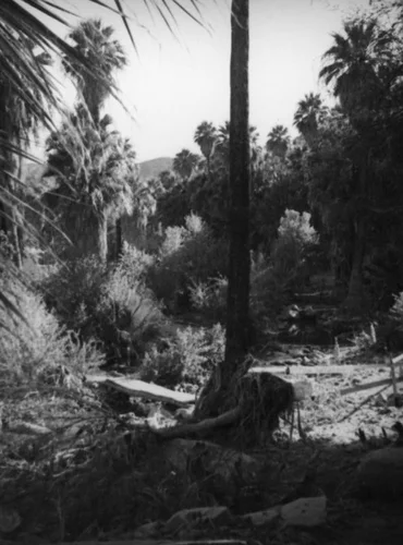 Palm Canyon area