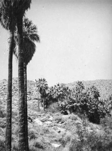 Palm Canyon area