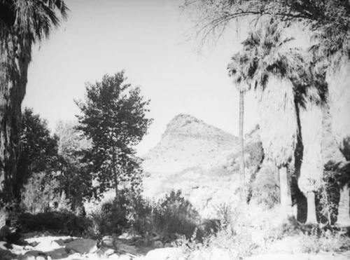 Palm Canyon area