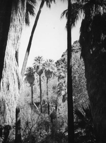 Palm Canyon area