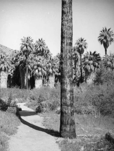 Palm Canyon area