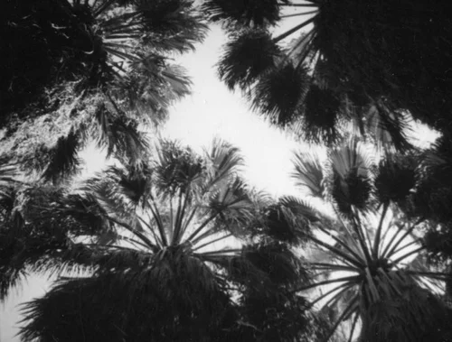 Palm Canyon area